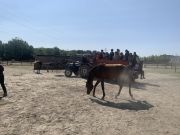 Animations « Quartiers d’été » – Des étoiles plein les yeux pour les enfants profitant des activités gratuites proposées aux Chevaux du Paradis !